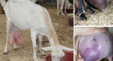 Jak a jak léčit mastitidu u koz doma